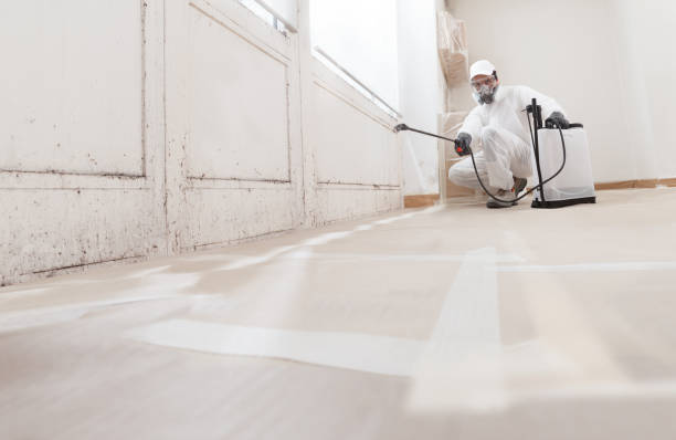 Black mold remediation team in Voorhees