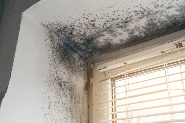 Mold Removal service in Voorhees